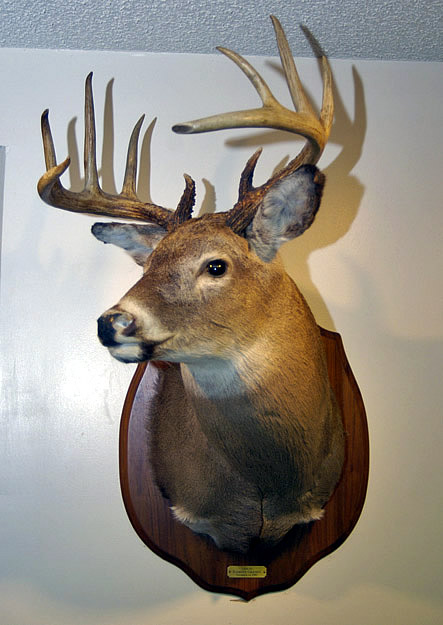 mounted deer head